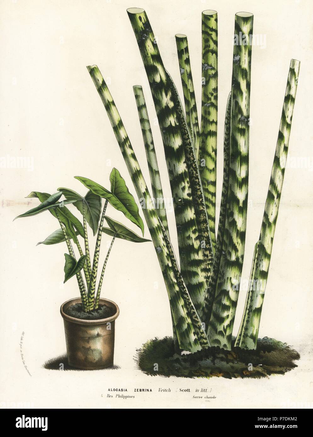 Alocasia zebrina. Handcoloured lithograph from Louis van Houtte and Charles Lemaire's Flowers of the Gardens and Hothouses of Europe, Flore des Serres et des Jardins de l'Europe, Ghent, Belgium, 1862-65. Stock Photo