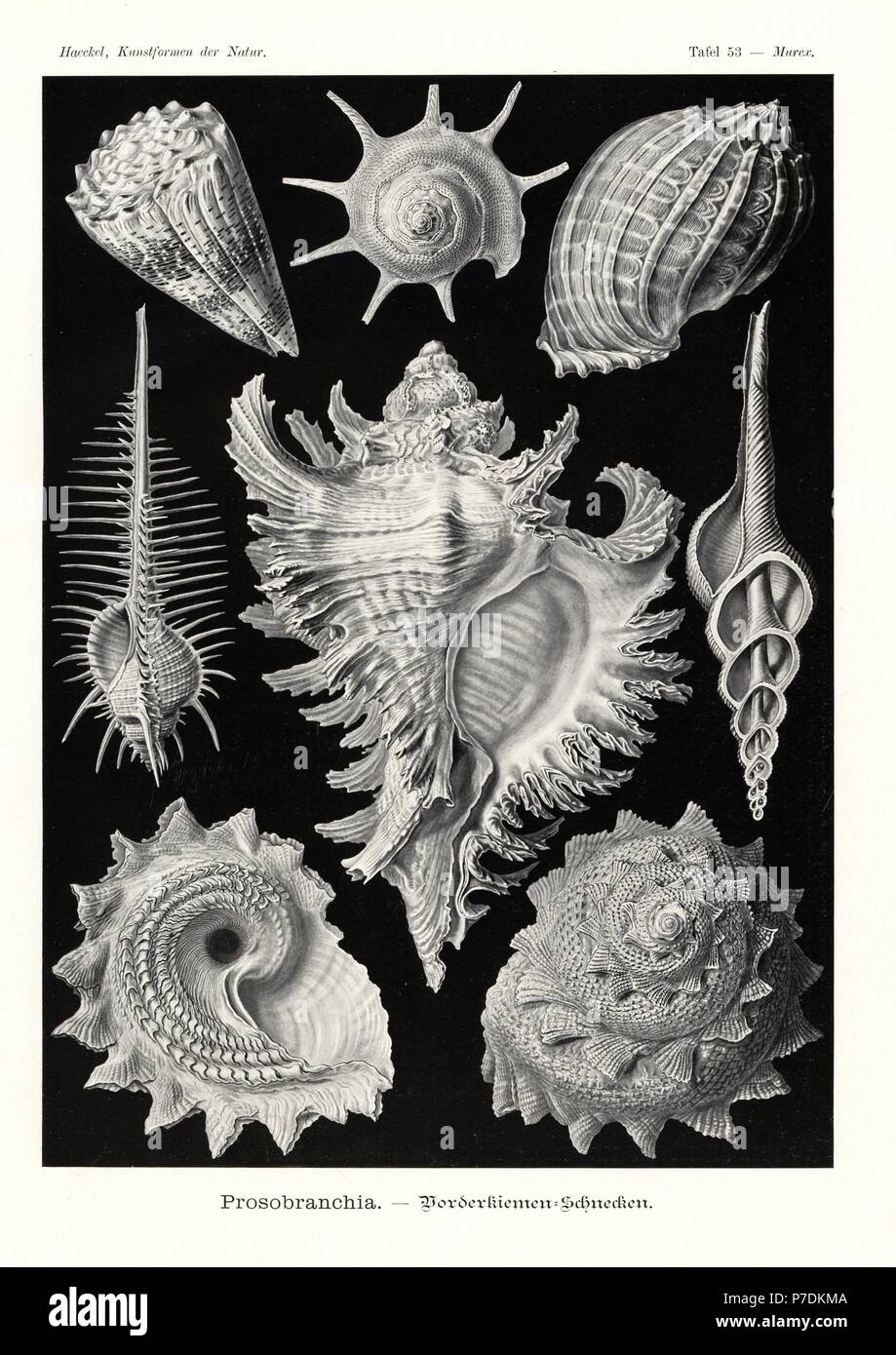Prosobranchia sea snail shells: triumphant star turban, Guildfordia triumphans 1, imperial cone, Conus imperialis 2, Madras harp, Harpa davidis 3, Venus comb, Murex pecten pecten 4, branched murex, Chicoreus ramosus 5, distaff spindle, Fusinus colus 6, and sunburst star turban, Astraea heliotropium 7,8. Chromolithograph by Adolf Glitsch from an illustration by Ernst Haeckel from Art Forms in Nature, Kunstformen der Natur, Liepzig, Germany, 1904. Stock Photo