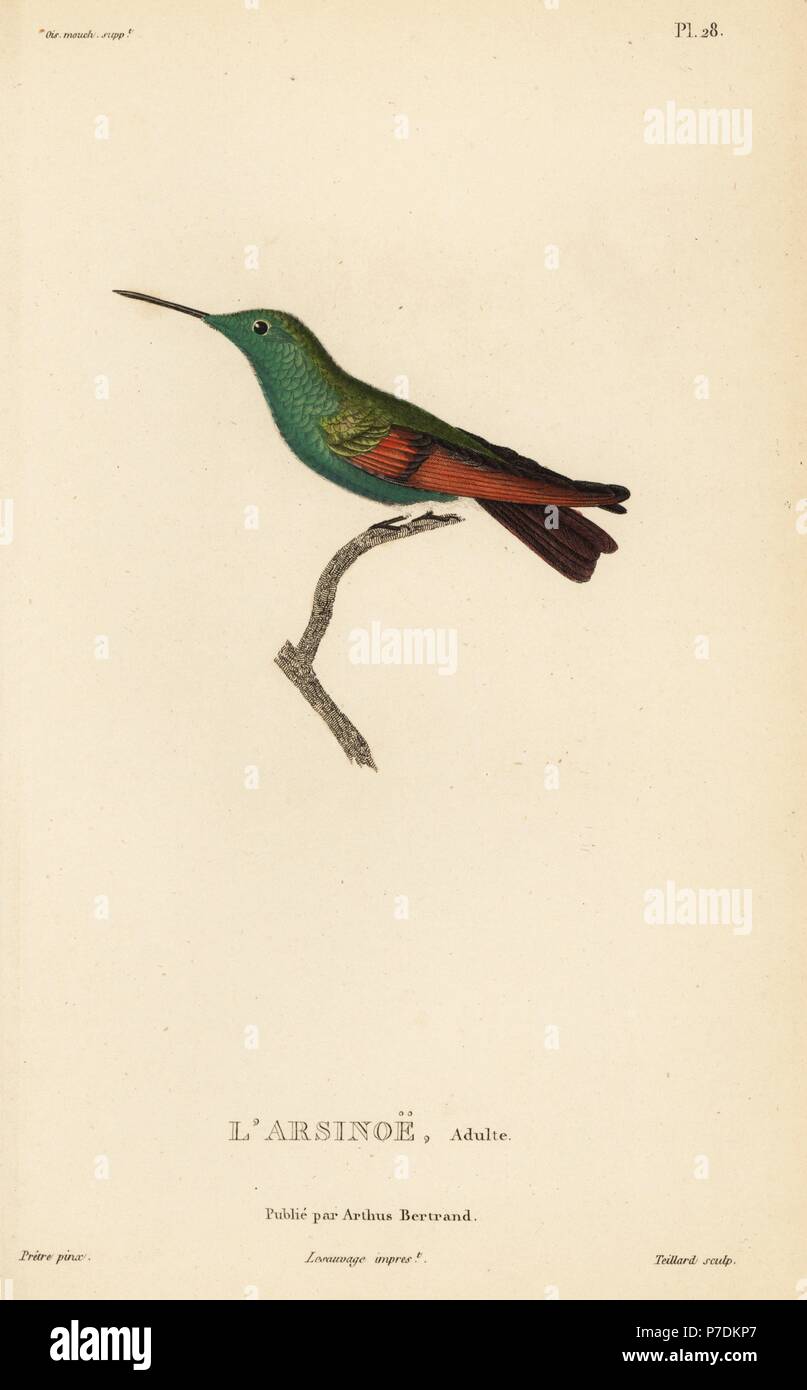 Berylline hummingbird, Amazilia beryllina (Ornismya arsinoe). Adult male. Handcolored steel engraving by Coutant after an illustration by Jean-Gabriel Pretre from Rene Primevere Lesson's Natural History of the Colibri Genus of Hummingbirds, Histoire Naturelle des Colibris, Arthus Betrand, Paris, 1830. Stock Photo