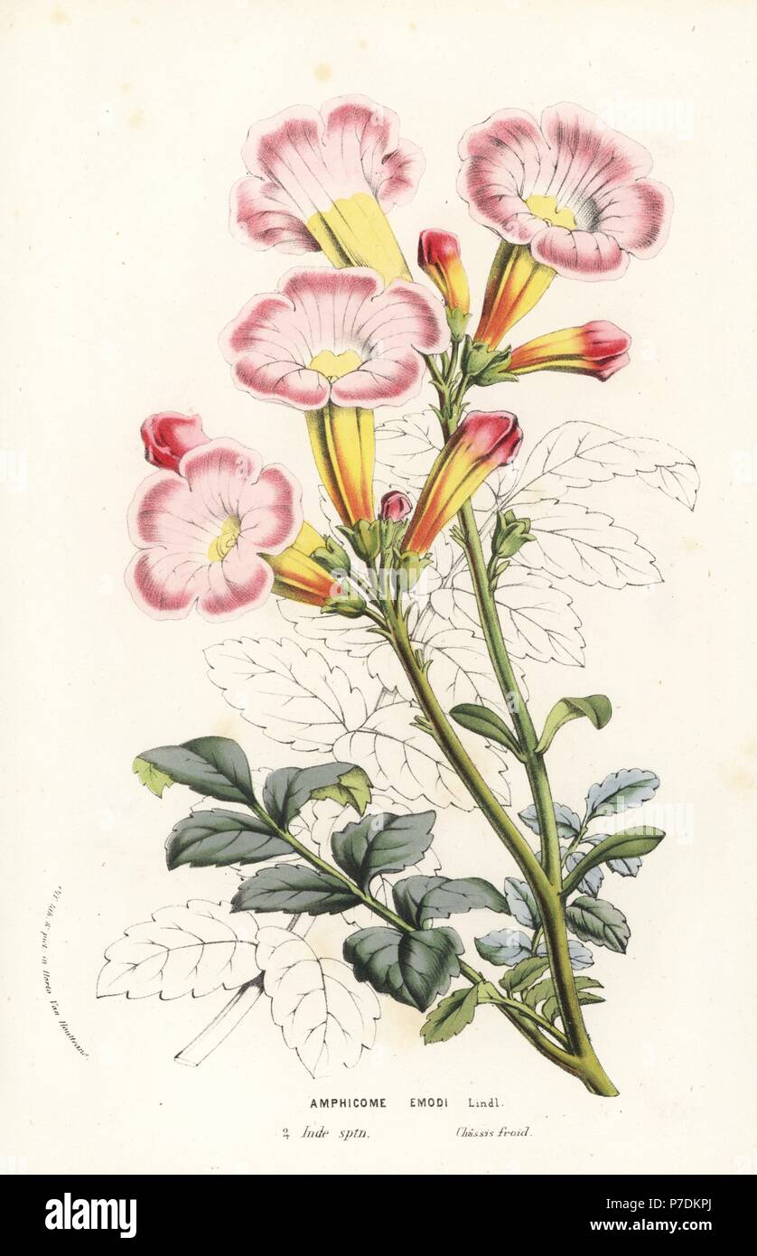 Trumpet flower, Incarvillea emodi (Amphicome emodi). Handcoloured lithograph from Louis van Houtte and Charles Lemaire's Flowers of the Gardens and Hothouses of Europe, Flore des Serres et des Jardins de l'Europe, Ghent, Belgium, 1856. Stock Photo