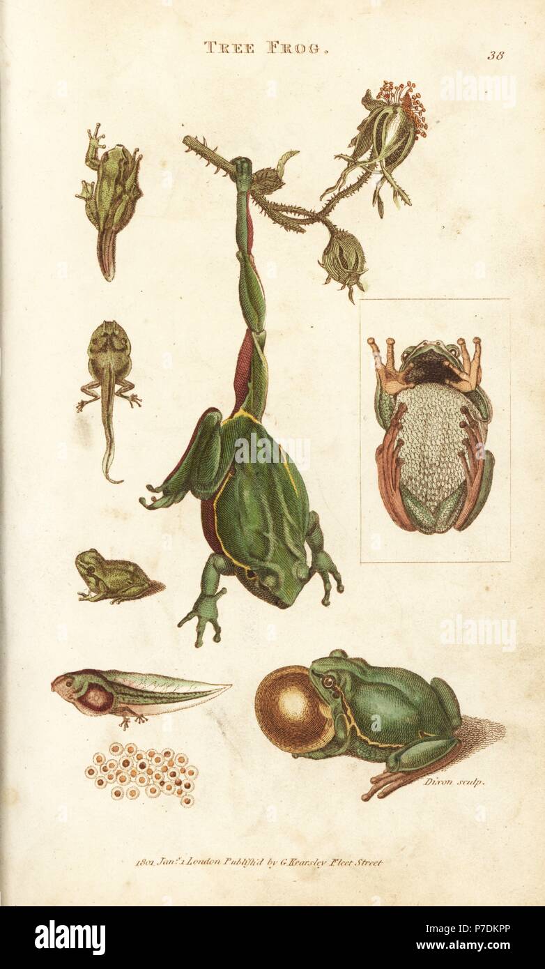 European tree frog, Hyla arborea (tree frog, Rana arborea). Shown hanging from a rose bush, male inflating its throat, adhesive abdomen, tadpole and frogspawn. Handcoloured copperplate engraving by Heath after an illustration by George Shaw from his General Zoology, Amphibia, London, 1801. Stock Photo