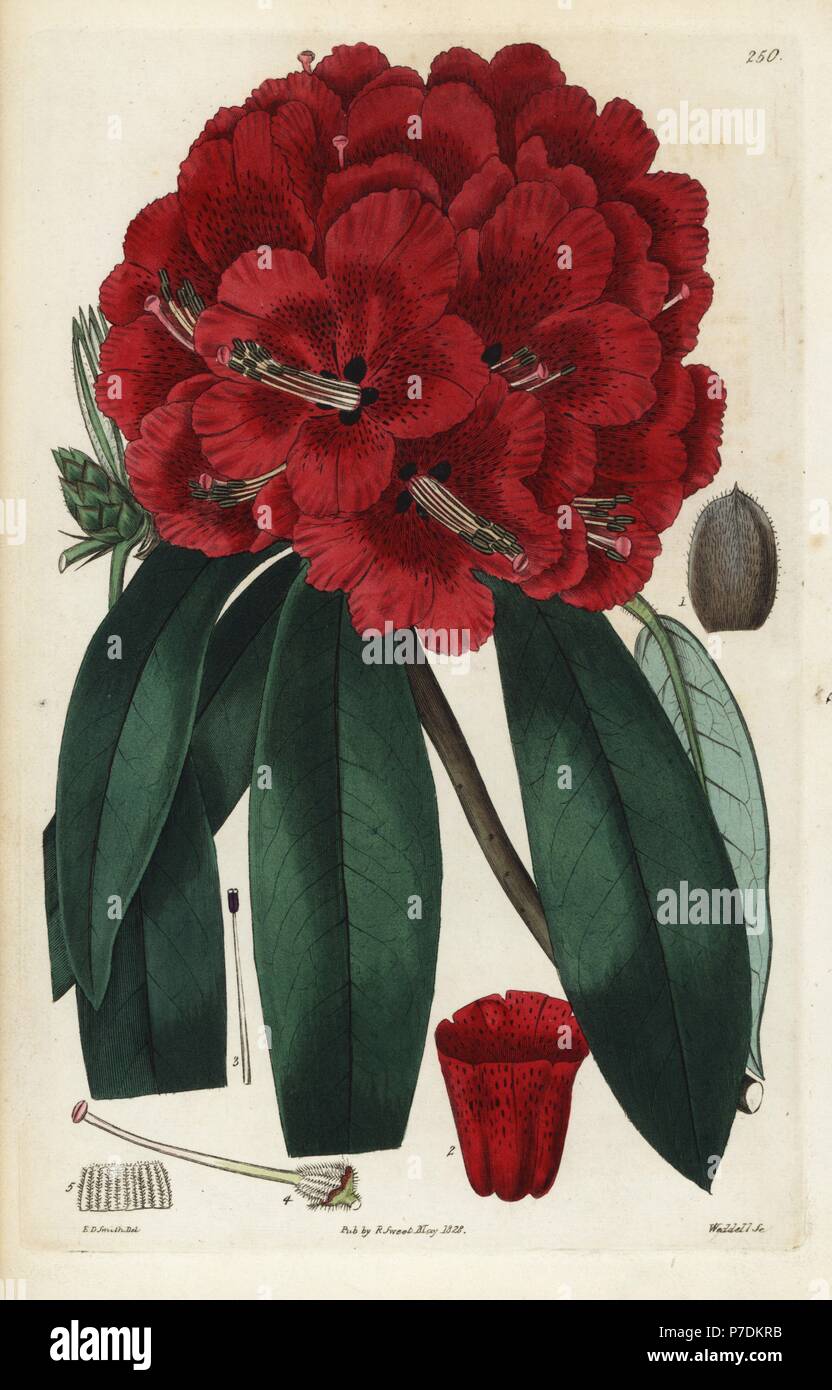 Scarlet-flowered tree rhododendron, Rhododendron arboreum. Handcoloured copperplate engraving by Weddell after a botanical illustration by Edward Dalton Smith from Robert Sweet's The British Flower Garden, Ridgeway, London, 1828. Stock Photo