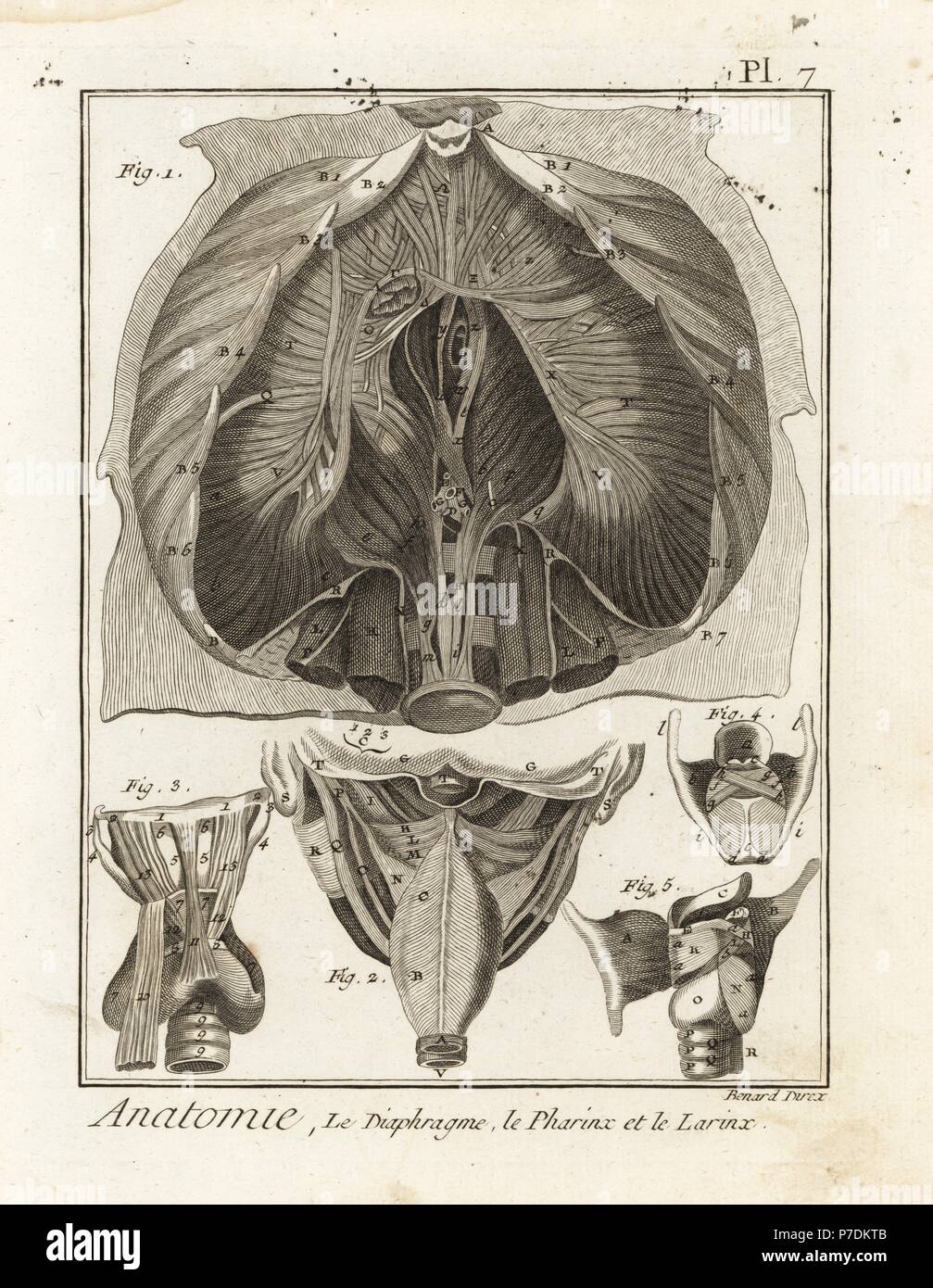 Dissection of the human diaphragm, chest cavity, and details of the pharynx and larynx. Copperplate engraving by Robert Benard after an illustration by Albrecht von Haller from Denis Diderot's Encyclopedia, Pellet, Geneva, 1779. Stock Photo