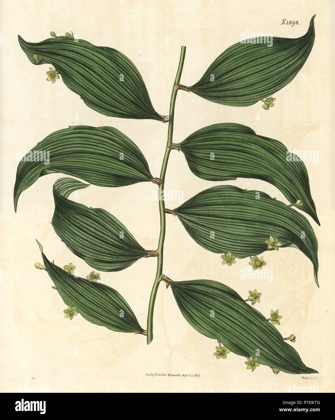 Climbing's butcher's broom, Semele androgyna (Ruscus androgynus). Handcoloured botanical engraving from John Sims' Curtis's Botanical Magazine, Couchman, London, 1816. Stock Photo