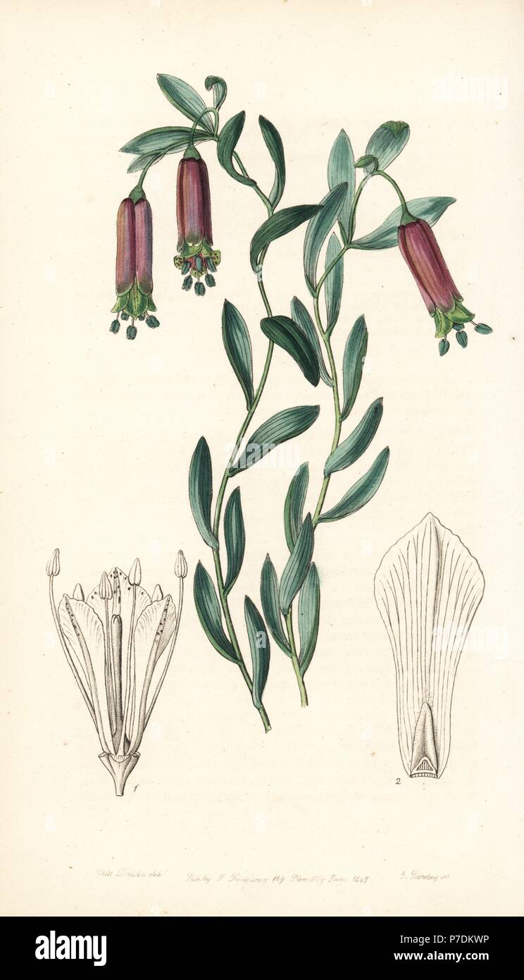 Bomarea dulcis (Sweet collania, Collania dulcis). Handcoloured copperplate engraving by George Barclay after an illustration by Miss Sarah Drake from Edwards' Botanical Register, edited by John Lindley, London, Ridgeway, 1847. Stock Photo