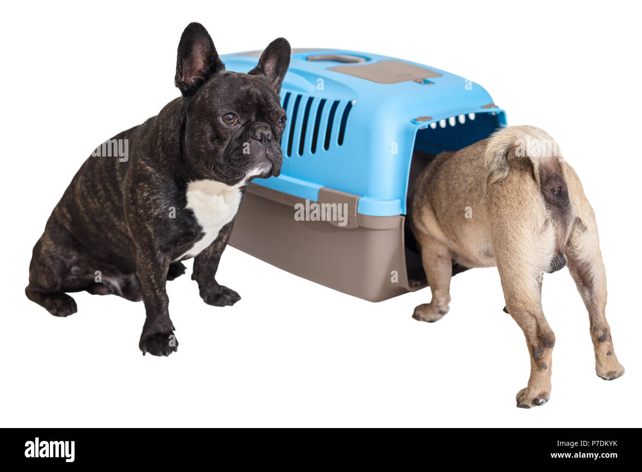 French Bulldog sitting next to an animal carrier and pug on white