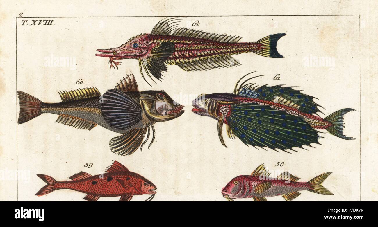Red mullet, Mullus barbatus 58, spotted goatfish, Pseudupeneus maculatus 59, tub gurnard, Chelidonichthys lucerna 60, flying gurnard, Dactylopterus volitans 61, and armed gurnard, Peristedion cataphractum 62. Handcolored copperplate engraving from Gottlieb Tobias Wilhelm's Encyclopedia of Natural History: Fish, Augsburg, 1804. Wilhelm (1758-1811) was a Bavarian clergyman and naturalist known as the German Buffon. Stock Photo
