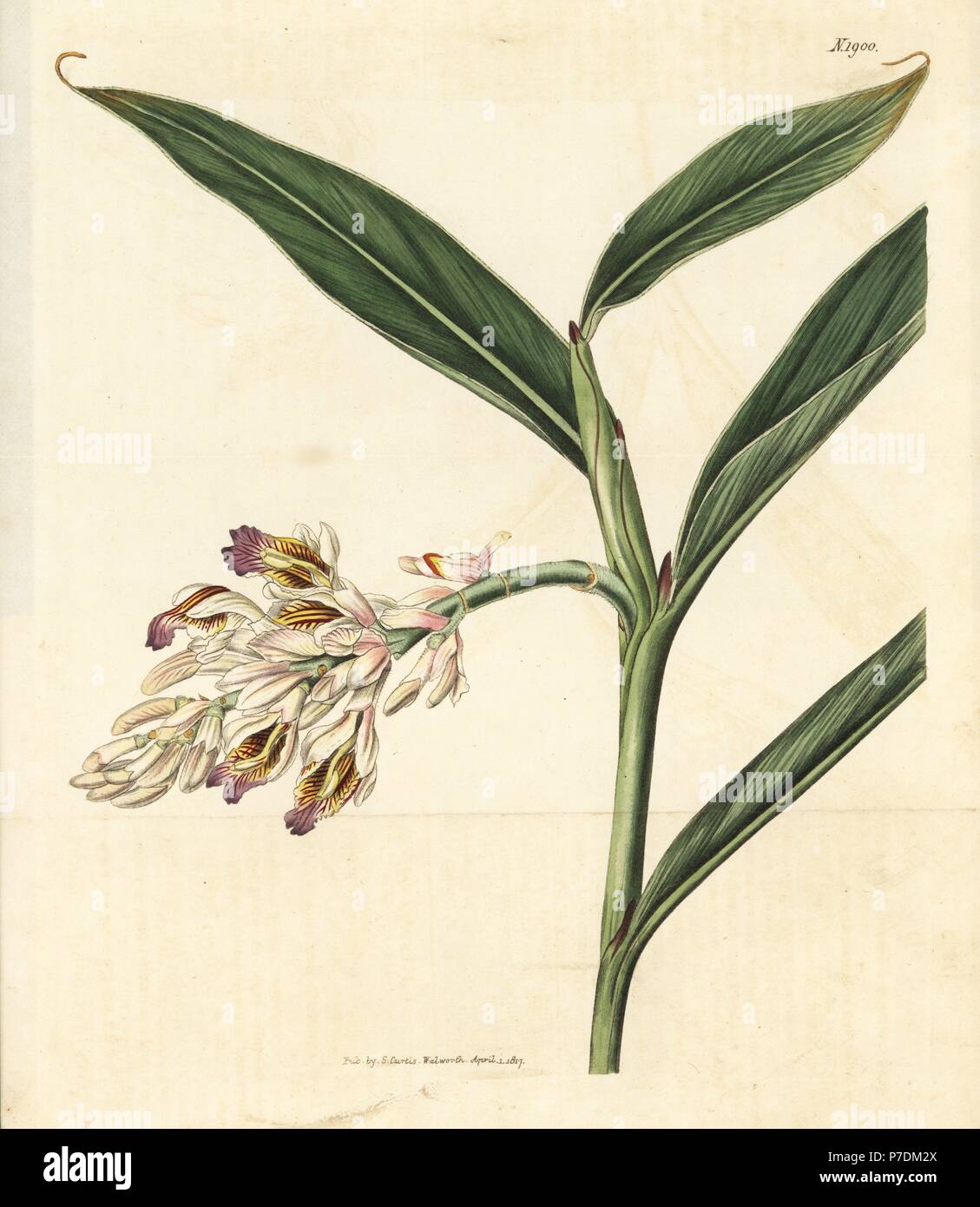 Ginger lily, Alpinia calcarata (Drooping alpinia, Alpinia cernua). Handcoloured botanical engraving from John Sims' Curtis's Botanical Magazine, Couchman, London, 1816. Stock Photo