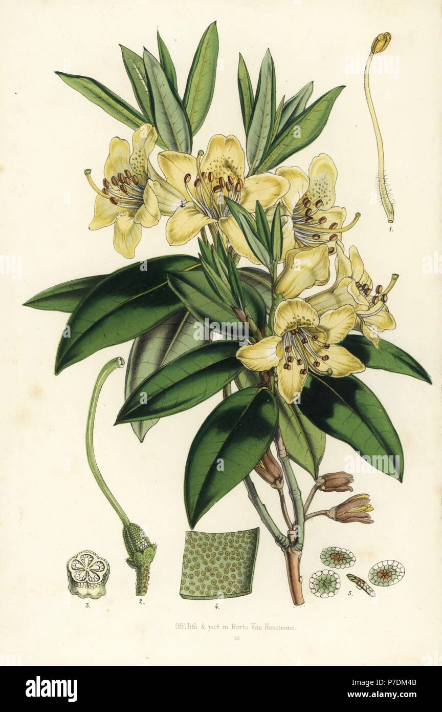 Three-flowered rhododendron, Rhododendron triflorum. Copied from Joseph Dalton Hooker. Handcoloured lithograph from Louis van Houtte and Charles Lemaire's Flowers of the Gardens and Hothouses of Europe, Flore des Serres et des Jardins de l'Europe, Ghent, Belgium, 1851. Stock Photo
