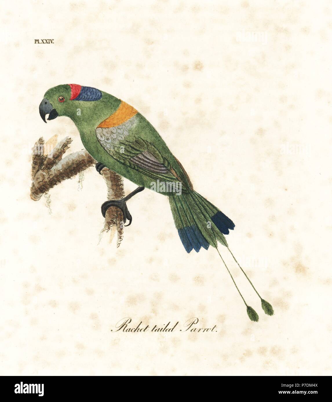 Golden-mantled racket-tail, Prioniturus platurus (Racket-tailed parrot). Handcoloured copperplate drawn and engraved by John Latham from his own A General History of Birds, Winchester, 1822. Stock Photo