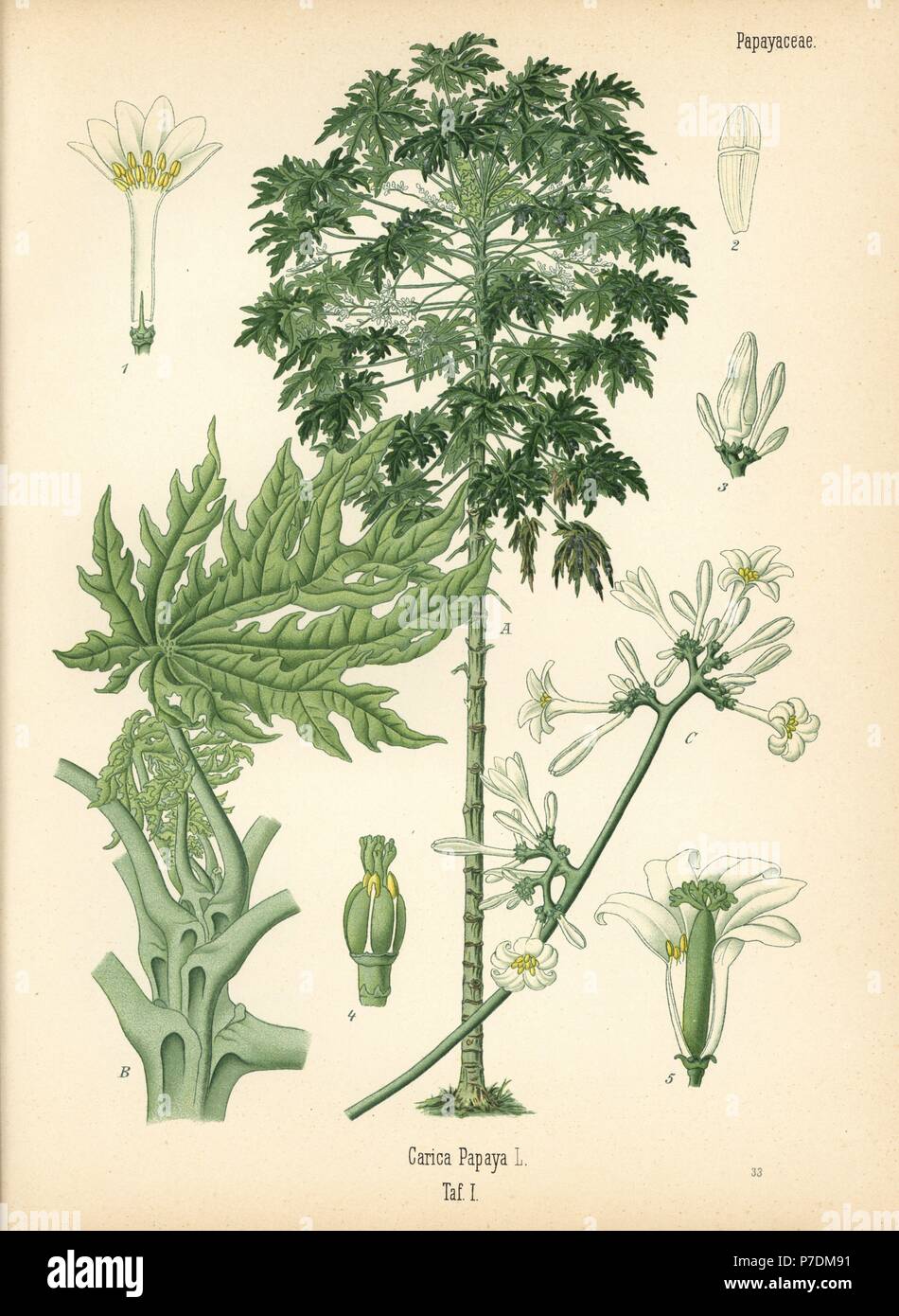 Papaya or papaw tree, Carica papaya. Chromolithograph after a botanical illustration from Hermann Adolph Koehler's Medicinal Plants, edited by Gustav Pabst, Koehler, Germany, 1887. Stock Photo