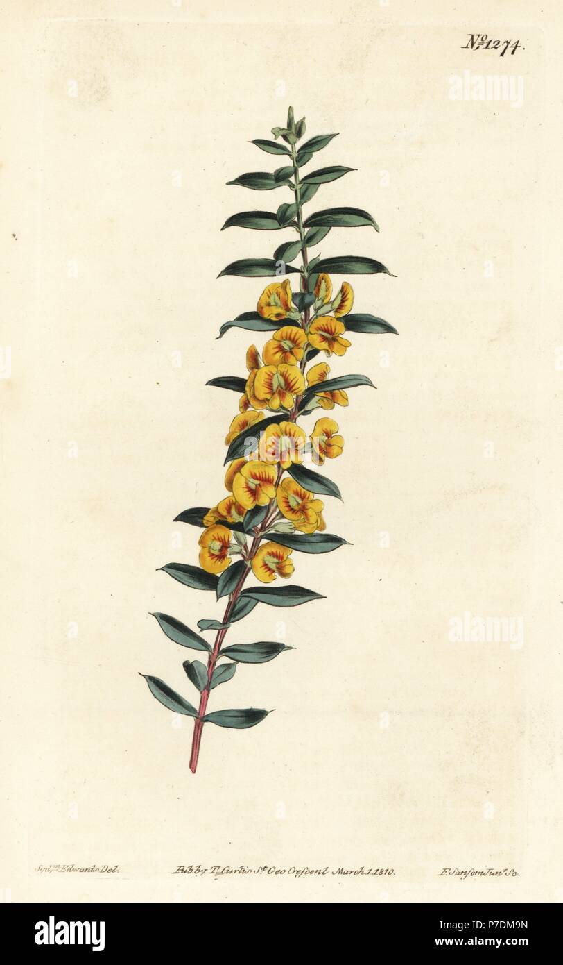 Eutaxia myrtifolia (Cross-leaved dillwynia, Dillwynia obovata). Handcoloured copperplate engraving by F. Sansom Jr. after an illustration by Sydenham Edwards from William Curtis' Botanical Magazine, T. Curtis, London, 1810. Stock Photo