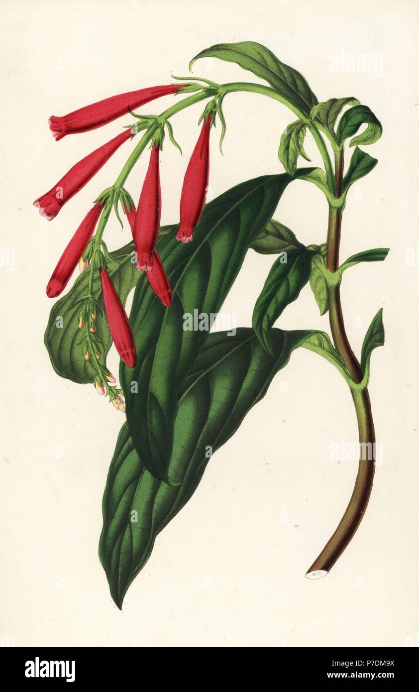 Toothedthread, Odontonema rutilans (Thyrsacanthus rutilans). Handcoloured lithograph from Louis van Houtte and Charles Lemaire's Flowers of the Gardens and Hothouses of Europe, Flore des Serres et des Jardins de l'Europe, Ghent, Belgium, 1851. Stock Photo