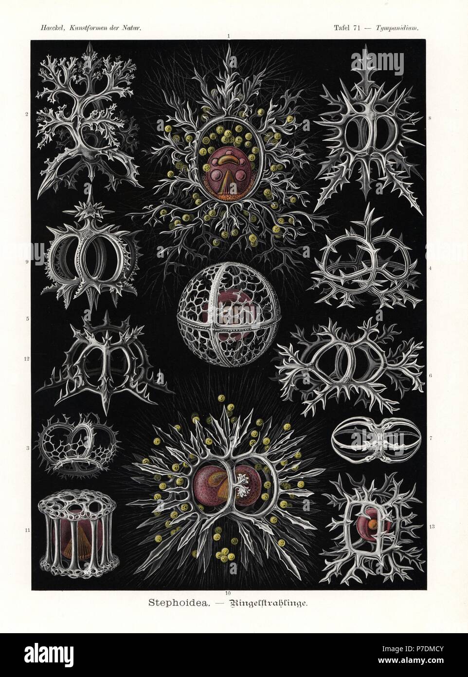 Stephoidea radiolaria or radiozoa: Lithocircus species, Tholospyris procera skeleton, Acanthodesmia species skeleton, Tristephanium dimensivum skeleton, Trissocyclidae species, Acanthodesmia viniculata skeleton, Amphispyris zonarius skeleton, Trissocyclidae species skeleton, Trissocyclidae species skeleton, Tympanidium foliosum, Lithotympanum tuberosum, Nassellaria species skeleton and Lithocubus species. Chromolithograph by Adolf Glitsch from an illustration by Ernst Haeckel from Art Forms in Nature, Kunstformen der Natur, Liepzig, Germany, 1904. Stock Photo