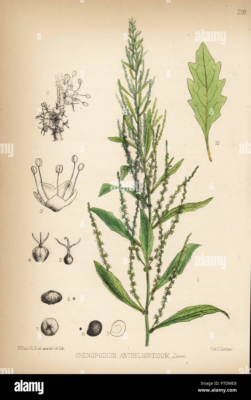 Jesuit's tea, wormseed or Jerusalem oak, Dysphania ambrosioides (Chenopodium anthelminticum). Handcoloured lithograph by Hanhart after a botanical illustration by David Blair from Robert Bentley and Henry Trimen's Medicinal Plants, London, 1880. Stock Photo