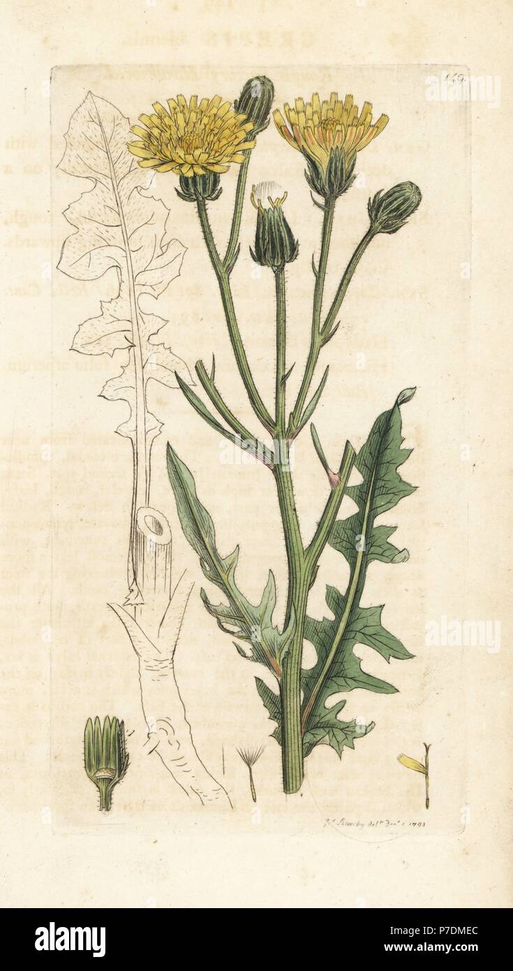 Rough succory hawkweed, Crepis biennis. Handcoloured copperplate engraving by James Sowerby from James Smith's English Botany, London, 1793. Stock Photo