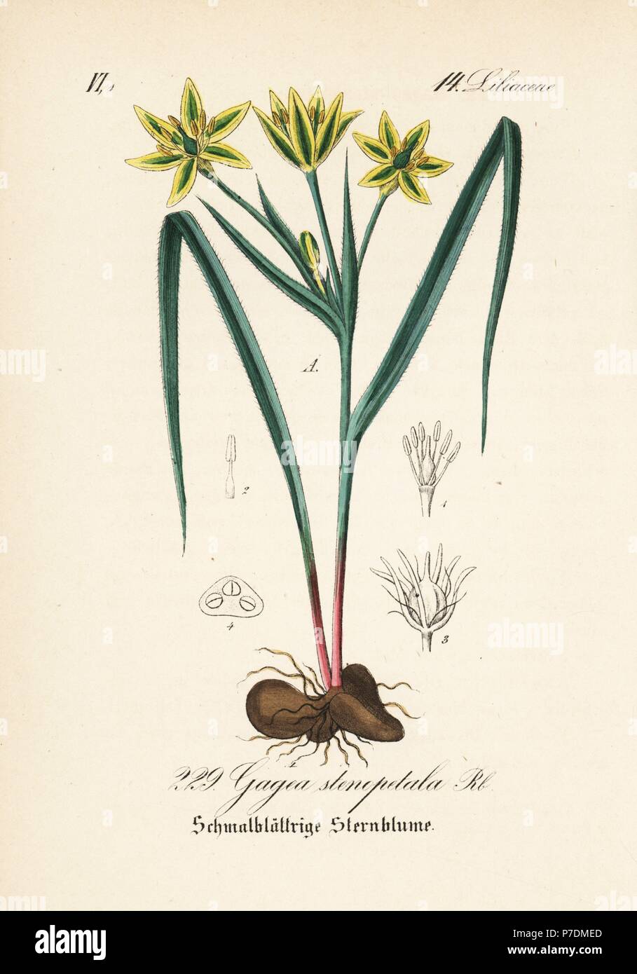 Gagea pratensis (Gagea stenopetala). Handcoloured lithograph from Diederich von Schlechtendal's German Flora (Flora von Deutschland), Jena, 1871. Stock Photo