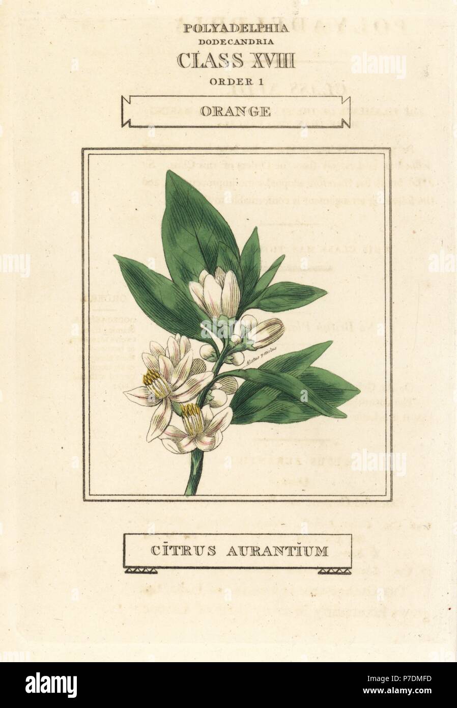 Orange tree, Citrus aurantium. Handcoloured copperplate engraving after an illustration by Richard Duppa from his The Classes and Orders of the Linnaean System of Botany, Longman, Hurst, London, 1816. Stock Photo
