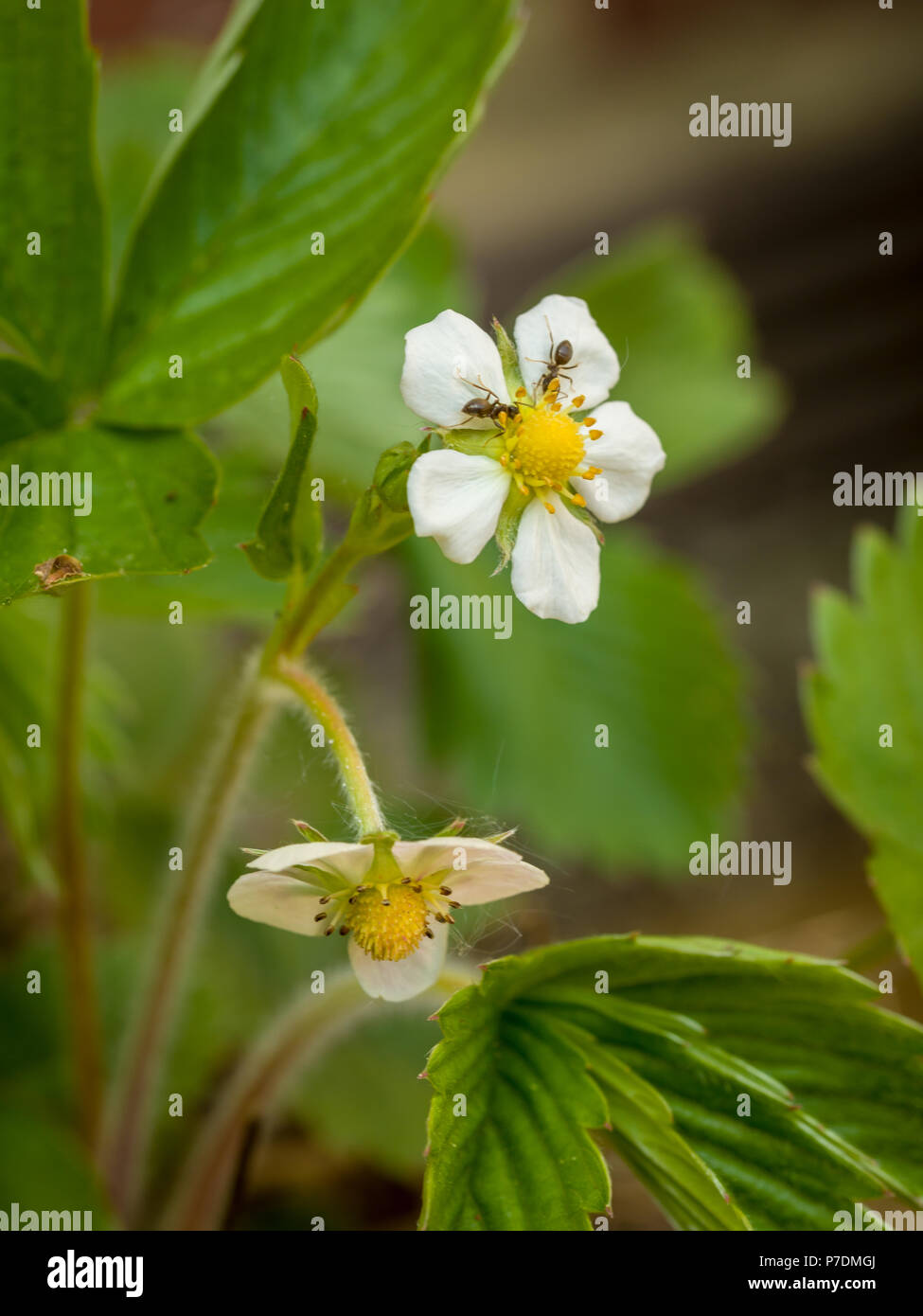 Two worker ants crawling on the petals of a wild strawberry plant, Fragaria vesca. Stock Photo