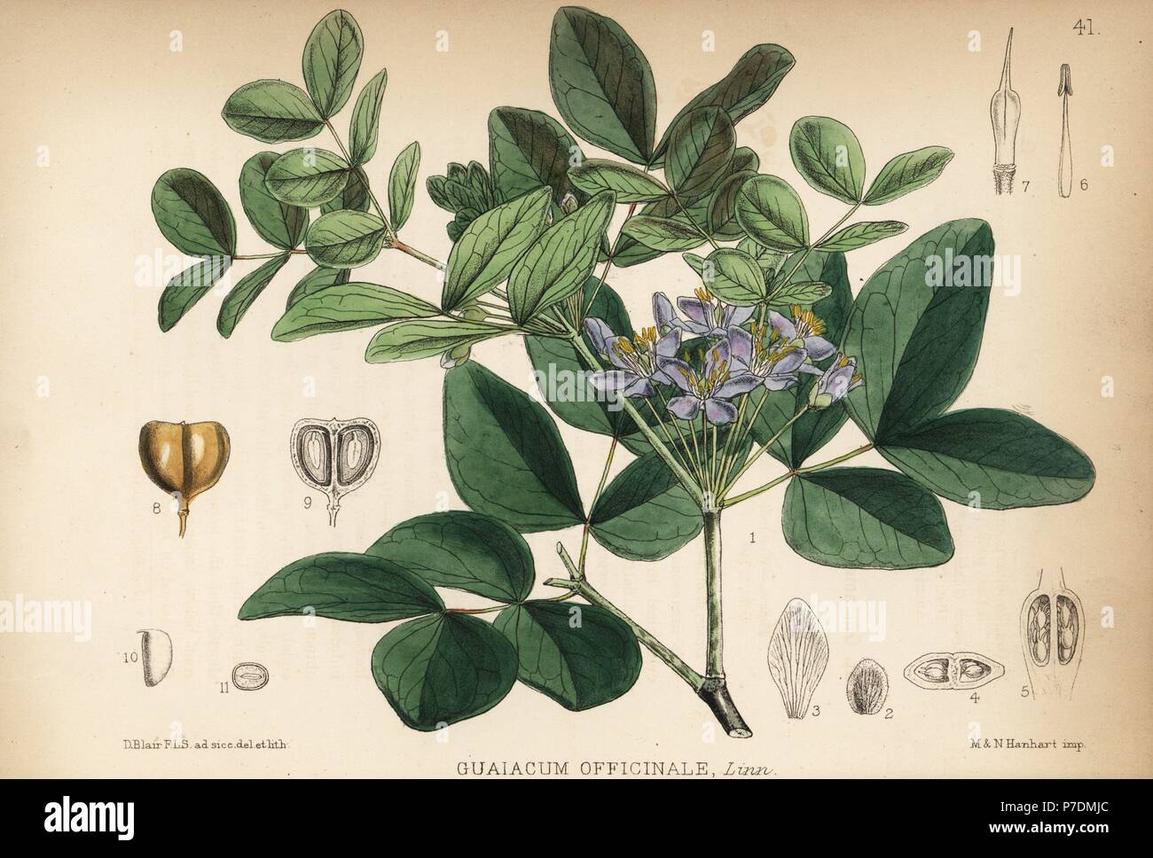 Guaiacum officinale lignum vitae hi-res stock photography and images