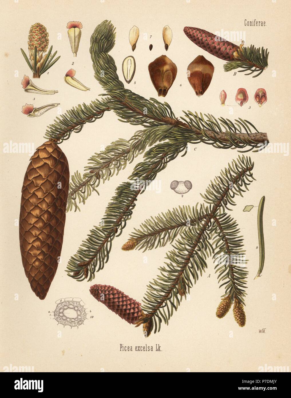 Norway spruce, Picea abies (Picea excelsa). Chromolithograph after a botanical illustration by Walther Muller from Hermann Adolph Koehler's Medicinal Plants, edited by Gustav Pabst, Koehler, Germany, 1887. Stock Photo