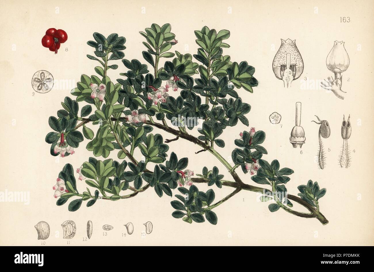 Bearberry, Arctostaphylos uva-ursi. Handcoloured lithograph by Hanhart after a botanical illustration by David Blair from Robert Bentley and Henry Trimen's Medicinal Plants, London, 1880. Stock Photo