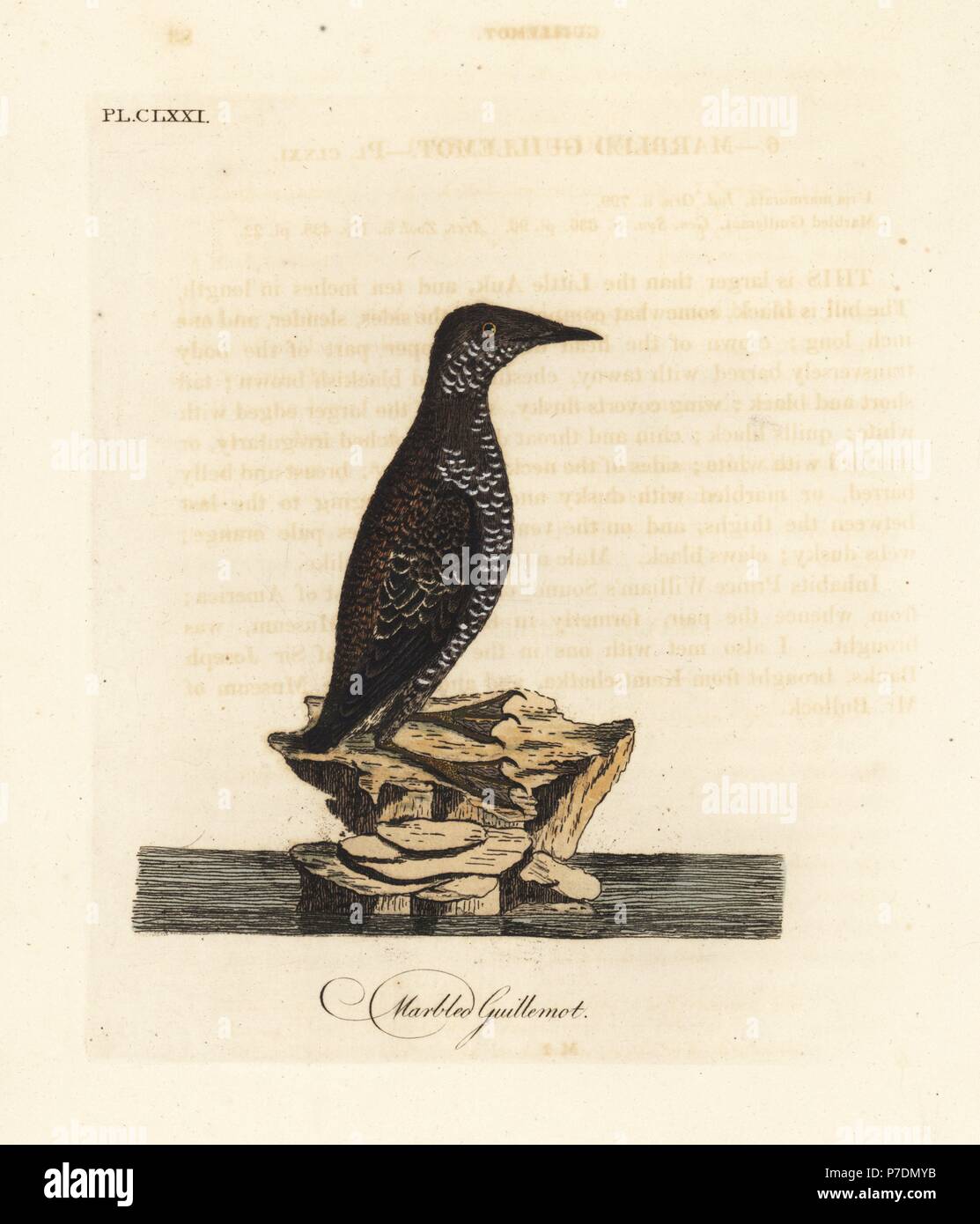 Marbled murrelet, Brachyramphus marmoratus. Endangered. (Marbled guillemot, Uria marmorata.) Handcoloured copperplate drawn and engraved by John Latham from his own A General History of Birds, Winchester, 1824. Stock Photo