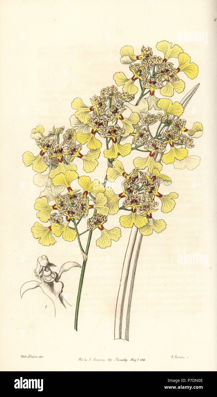 Cut-lipped oncidium orchid, Oncidium lacerum. Handcoloured copperplate engraving by George Barclay after an illustration by Miss Sarah Drake from Edwards' Botanical Register, edited by John Lindley, London, Ridgeway, 1846. Stock Photo
