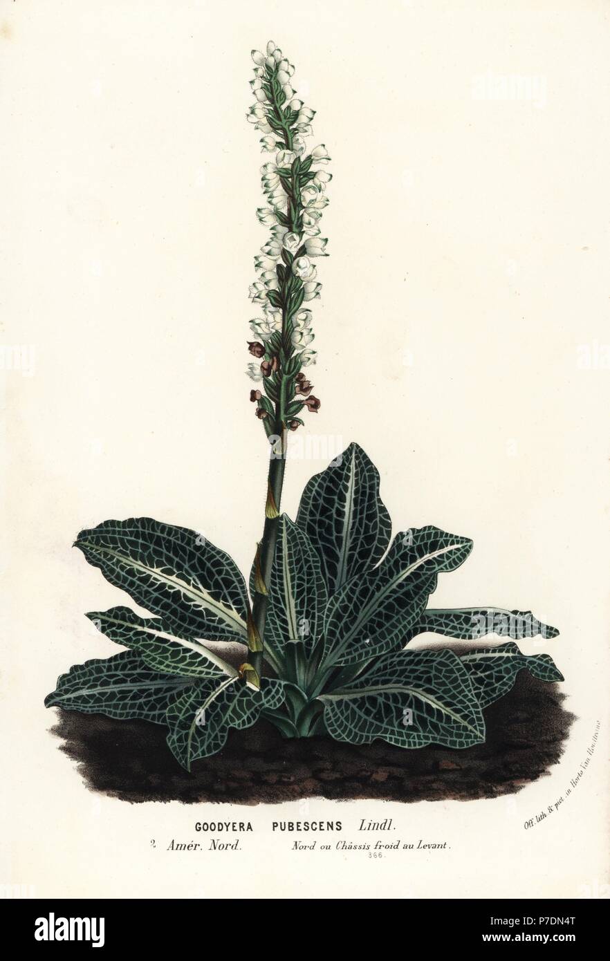 Downy rattlesnake plantain orchid, Goodyera pubescens. Handcoloured lithograph from Louis van Houtte and Charles Lemaire's Flowers of the Gardens and Hothouses of Europe, Flore des Serres et des Jardins de l'Europe, Ghent, Belgium, 1862-65. Stock Photo