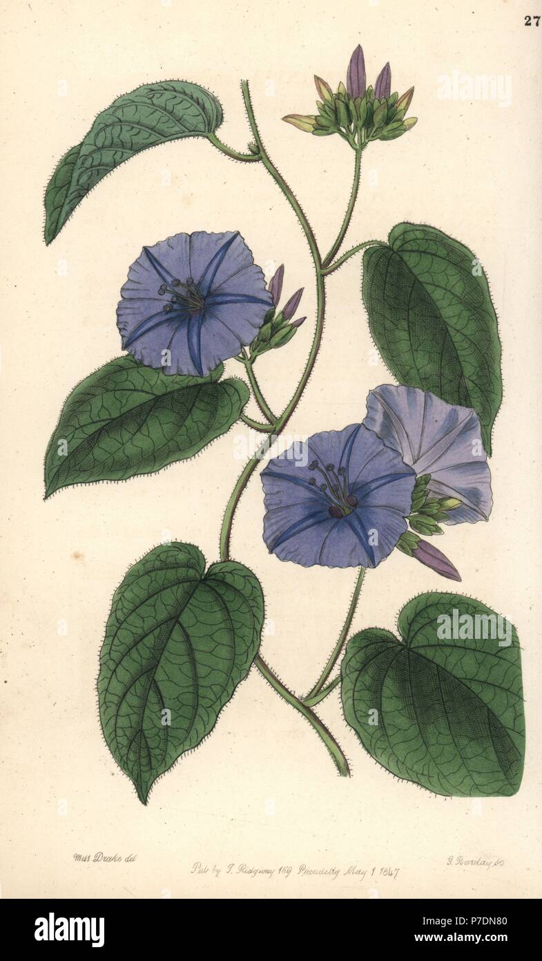 Skyblue clustervine., Jacquemontia pentanthos (Hoary jacquemontia, Jacquemontia canescens). Handcoloured copperplate engraving by George Barclay after an illustration by Miss Sarah Drake from Edwards' Botanical Register, edited by John Lindley, London, Ridgeway, 1847. Stock Photo