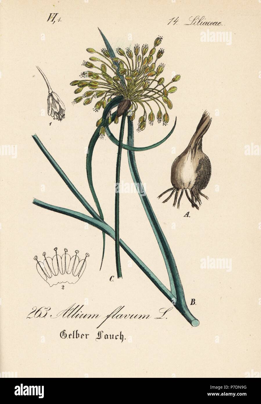 Yellow-flowered garlic, Allium flavum. Handcoloured lithograph from Diederich von Schlechtendal's German Flora (Flora von Deutschland), Jena, 1871. Stock Photo