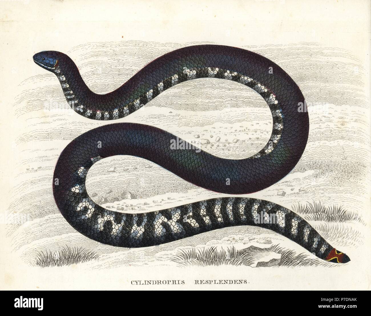https://c8.alamy.com/comp/P7DNAK/red-tailed-pipe-snake-cylindrophis-ruffus-cylindrophis-resplendens-handcoloured-lithograph-after-an-illustration-by-sandler-from-georg-friedrich-treitschkes-gallery-of-natural-history-naturhistorischer-bildersaal-des-thierreiches-liepzig-1842-P7DNAK.jpg
