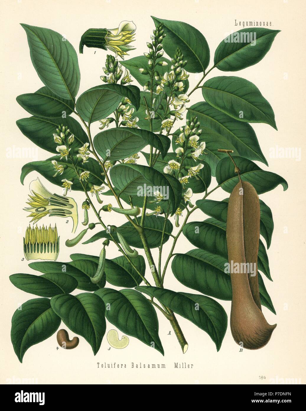 Tolu balsam, Myroxylon balsamum (Toluifera balsamum). Chromolithograph after a botanical illustration from Hermann Adolph Koehler's Medicinal Plants, edited by Gustav Pabst, Koehler, Germany, 1887. Stock Photo