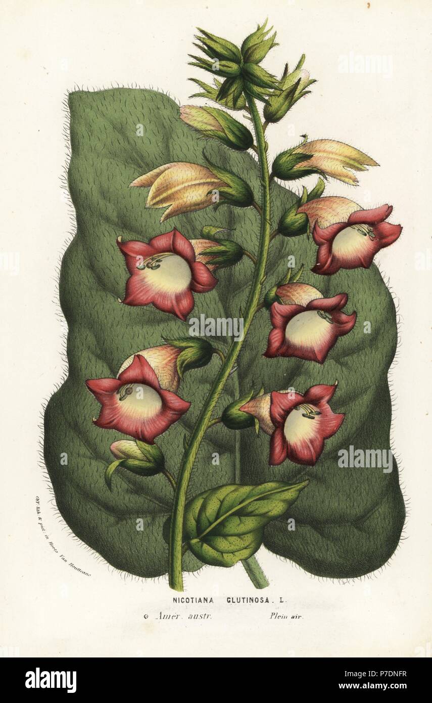 Sticky tobacco, Nicotiana glutinosa. Handcoloured lithograph from Louis van Houtte and Charles Lemaire's Flowers of the Gardens and Hothouses of Europe, Flore des Serres et des Jardins de l'Europe, Ghent, Belgium, 1856. Stock Photo