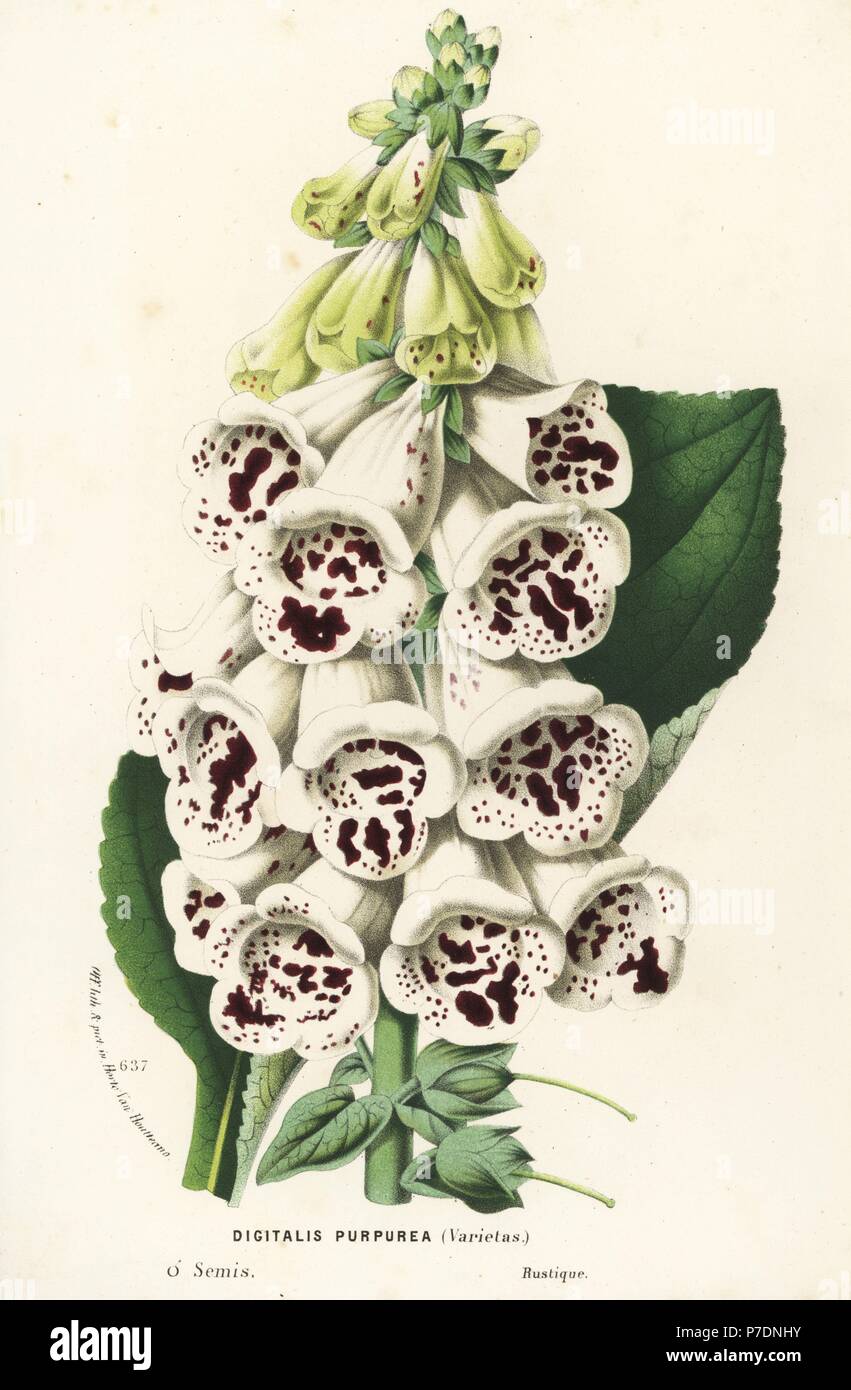Foxglove variety, Digitalis purpurea. Handcoloured lithograph from Louis van Houtte and Charles Lemaire's Flowers of the Gardens and Hothouses of Europe, Flore des Serres et des Jardins de l'Europe, Ghent, Belgium, 1867-1868. Stock Photo