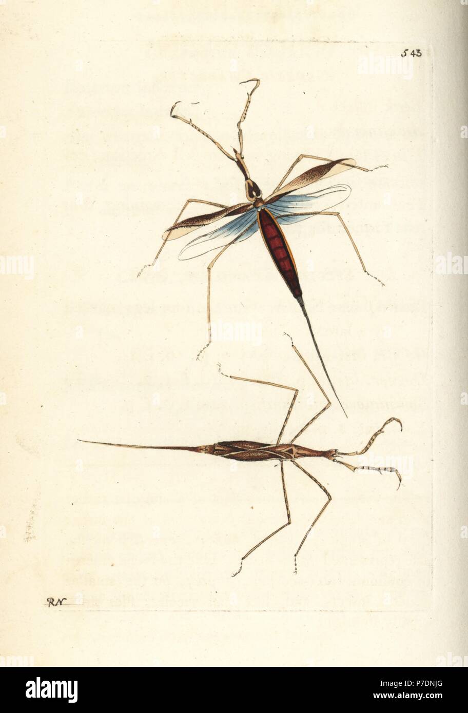 Water stick insect, Ranatra linearis (Linear nepa, Nepa linearis). Illustration drawn and engraved by Richard Polydore Nodder. Handcoloured copperplate engraving from George Shaw and Frederick Nodder's The Naturalist's Miscellany, London, 1802. Stock Photo