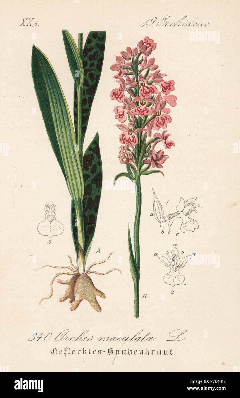 Heath-spotted orchid or moorland spotted orchid, Dactylorhiza maculata (Orchis maculata). Handcoloured lithograph from Diederich von Schlechtendal's German Flora (Flora von Deutschland), Jena, 1871. Stock Photo
