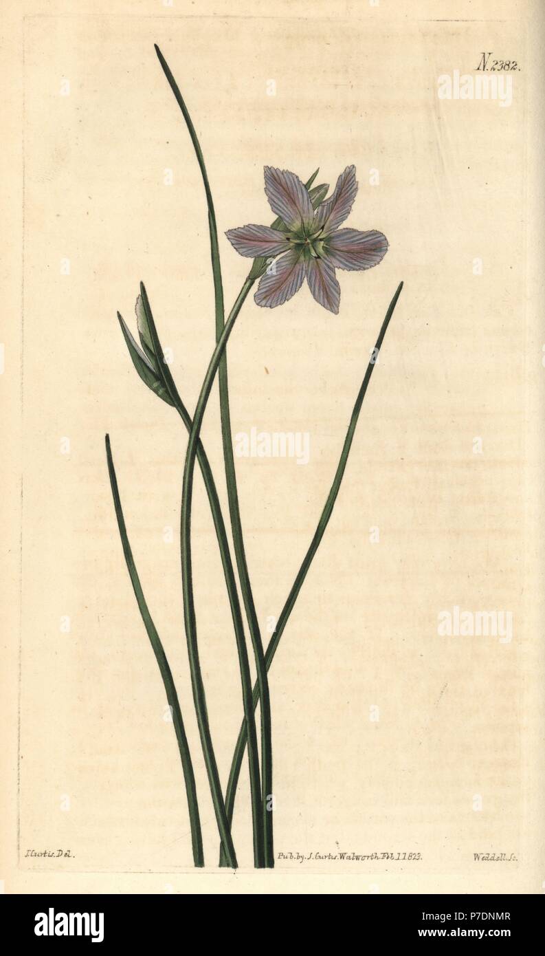 Ixia-like brodiaea, Brodiaea ixioides. Handcoloured copperplate engraving by Weddell after a botanical illustration by John Curtis from William Curtis' Botanical Magazine, Samuel Curtis, London, 1823. Stock Photo