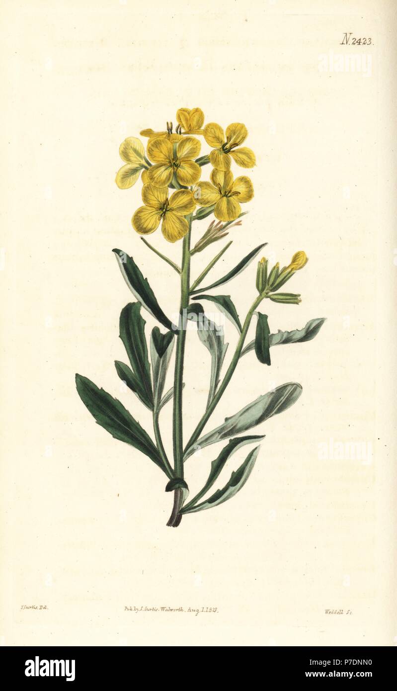 Smelly wallflower, Erysimum odoratum (Sweet-scented alpine hedge mustard, Erysium lanceolatum minus). Handcoloured copperplate engraving by Weddell after a botanical illustration by John Curtis from William Curtis' Botanical Magazine, Samuel Curtis, London, 1823. Stock Photo