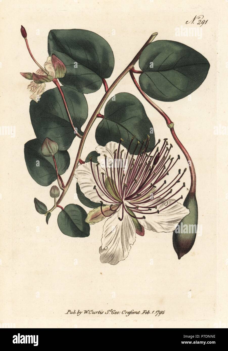 Caper bush or caper shrub, Capparis spinosa. Handcoloured copperplate engraving from William Curtis' Botanical Magazine, London, 1795. Stock Photo