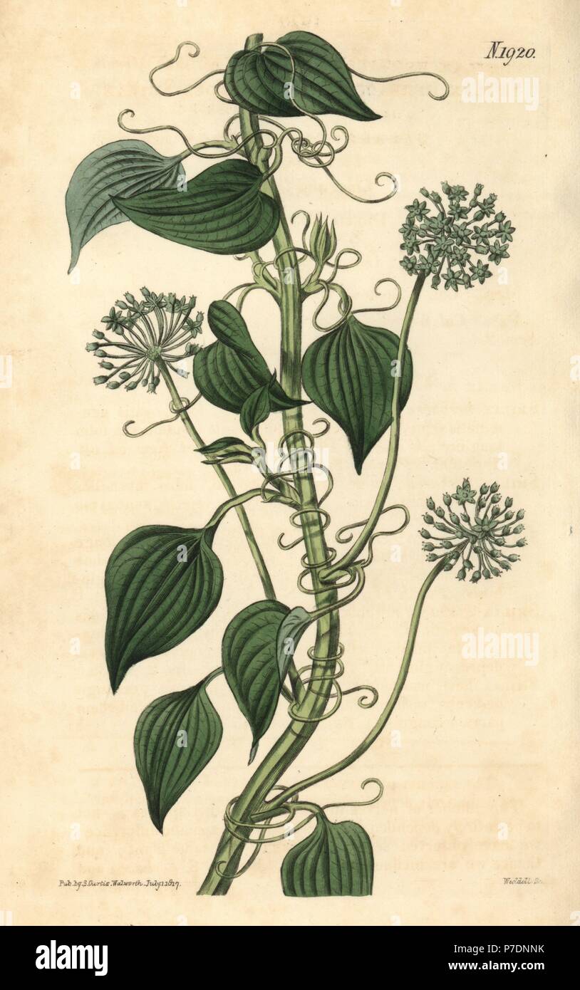 Herbaceous smilax, Smilax herbacea. Handcoloured botanical engraving from John Sims' Curtis's Botanical Magazine, Couchman, London, 1817. Stock Photo