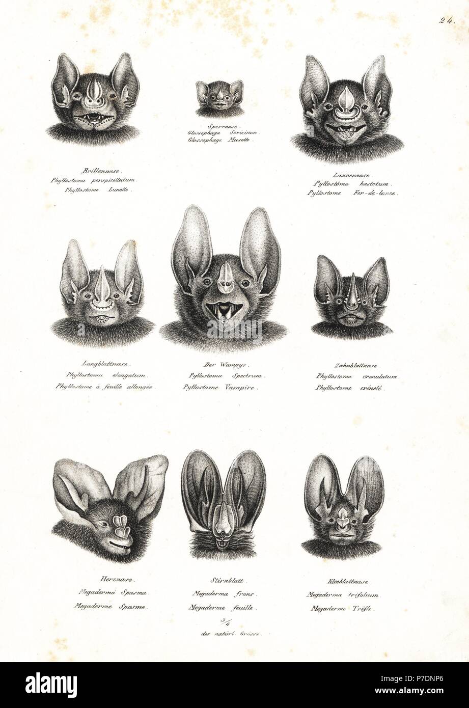 Bat heads. Including great fruit-eating bat, Pallas's long-tongued bat, leafnose bat, vampire bat, striped hairy-nosed bat, lesser false vampire bat, and yellow-winged bat. Lithograph by Karl Joseph Brodtmann from Heinrich Rudolf Schinz's Illustrated Natural History of Men and Animals, 1836. Stock Photo