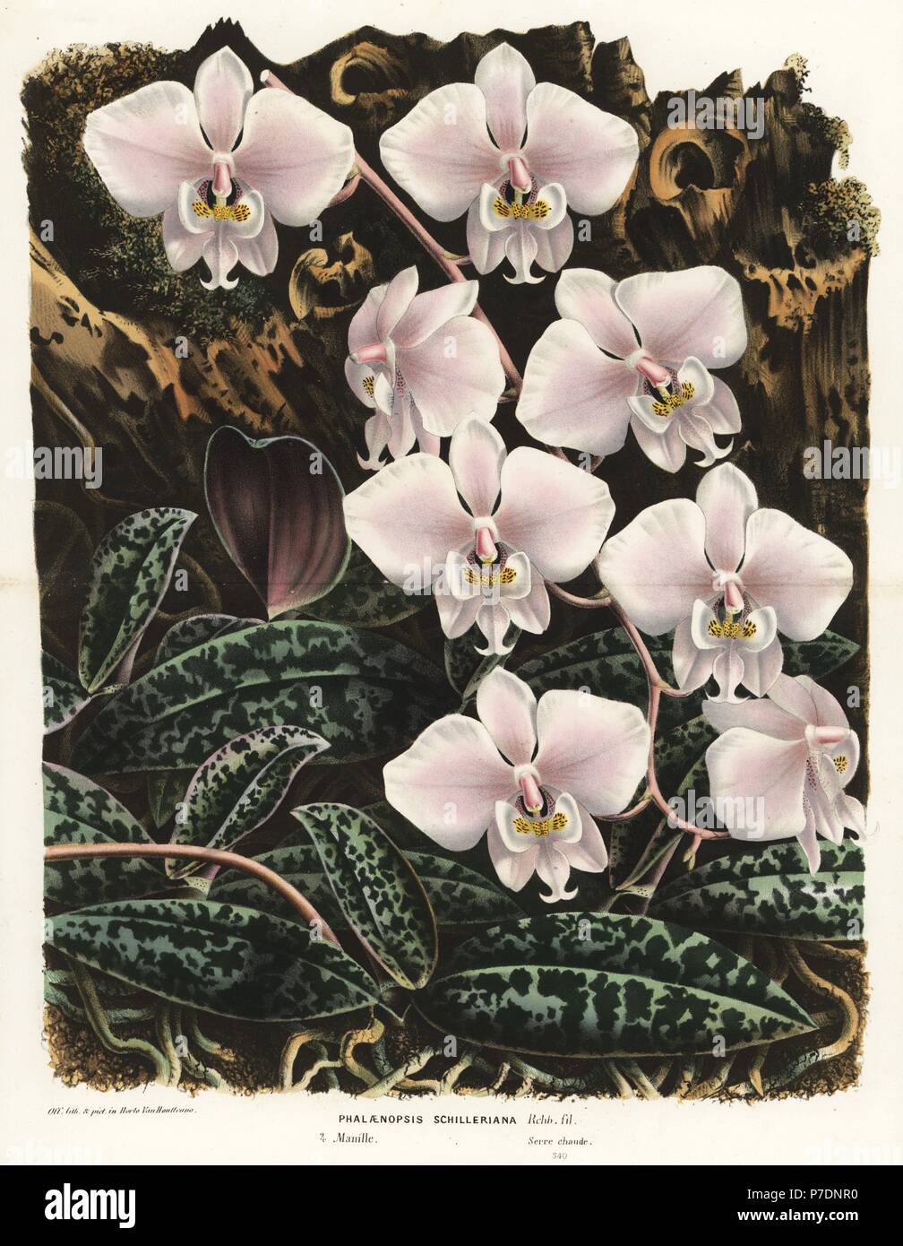 Moth orchid, Phalaenopsis schilleriana. Handcoloured lithograph from Louis van Houtte and Charles Lemaire's Flowers of the Gardens and Hothouses of Europe, Flore des Serres et des Jardins de l'Europe, Ghent, Belgium, 1862-65. Stock Photo