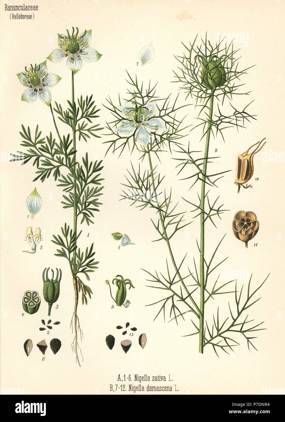 Black cumin, Nigella sativa, and love-in-a-mist, Nigella damascena ...