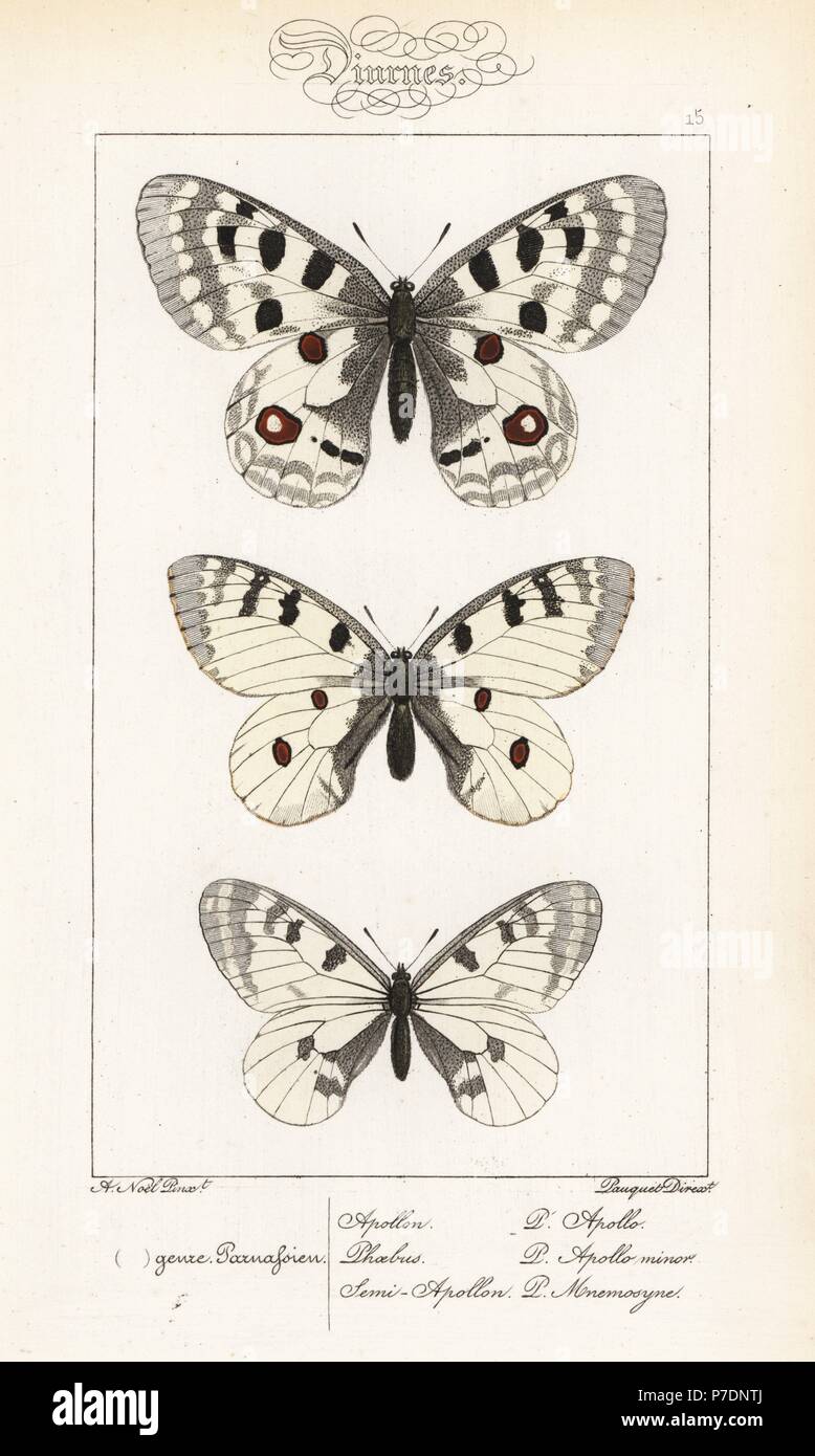 Mountain apollo, Parnassius apollo, vulnerable, small apollo, Parnassius phoebus, and clouded apollo, Parnassius mnemosyne. Handcoloured steel engraving by the Pauquet brothers after an illustration by Alexis Nicolas Noel from Hippolyte Lucas' Natural History of European Butterflies, Histoire Naturelle des Lepidopteres d'Europe, 1864. Stock Photo