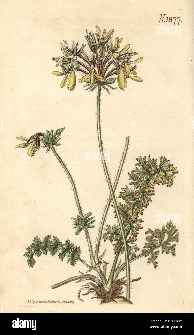 Yellow fumitory-flowered crane's bill, Pelargonium rapaceum var. luteum. Handcoloured botanical engraving by Weddell from John Sims' Curtis's Botanical Magazine, Couchman, London, 1816. Stock Photo