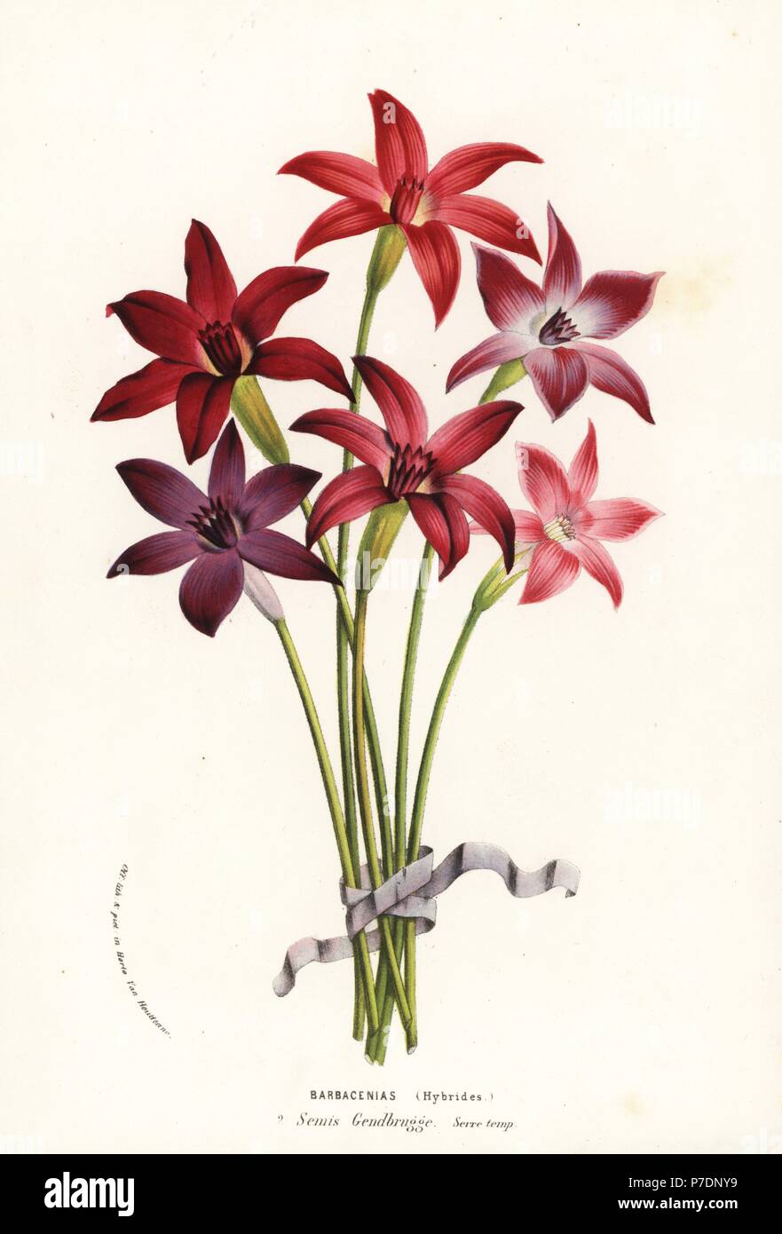 Barbacenia hybrid cultivars. Handcoloured lithograph from Louis van Houtte and Charles Lemaire's Flowers of the Gardens and Hothouses of Europe, Flore des Serres et des Jardins de l'Europe, Ghent, Belgium, 1856. Stock Photo
