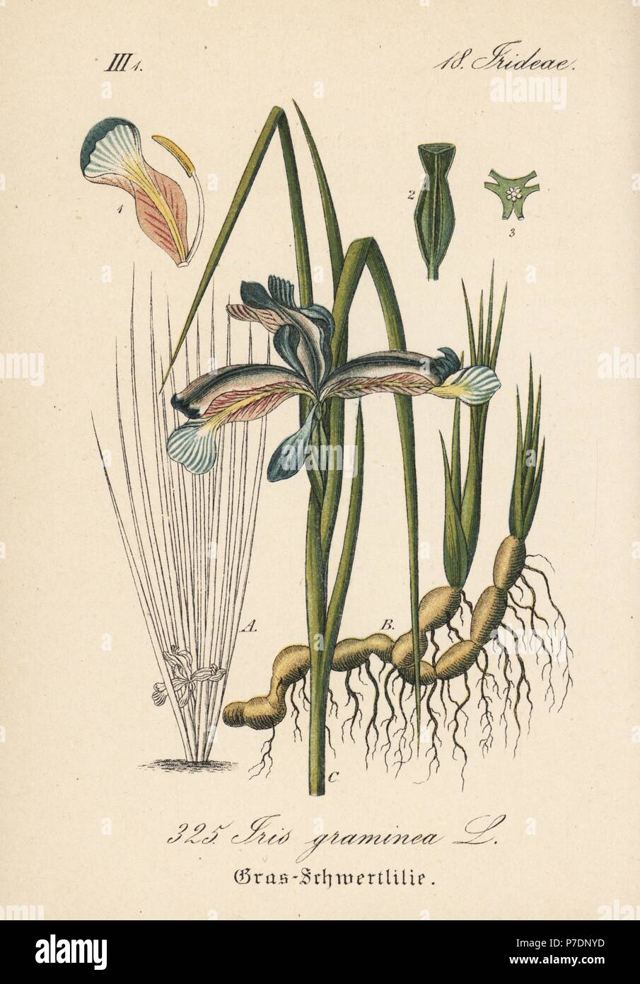 Grass-leaved flag, Iris graminea. Handcoloured lithograph from Diederich von Schlechtendal's German Flora (Flora von Deutschland), Jena, 1871. Stock Photo