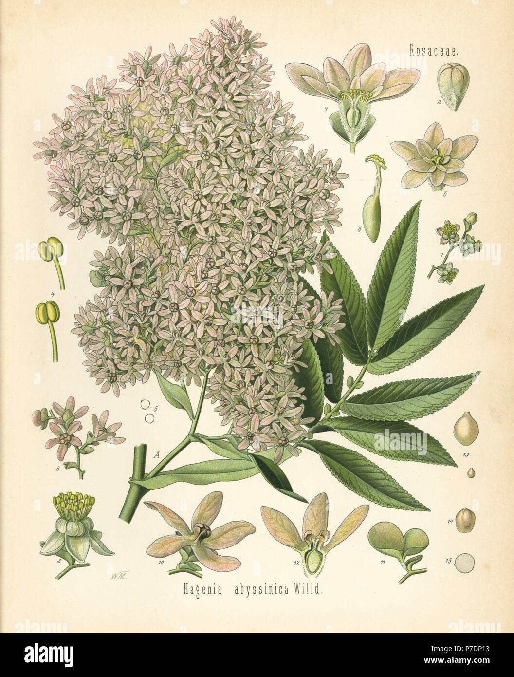 African redwood or kousso, Hagenia abyssinica. Chromolithograph after a botanical illustration by Walther Muller from Hermann Adolph Koehler's Medicinal Plants, edited by Gustav Pabst, Koehler, Germany, 1887. Stock Photo
