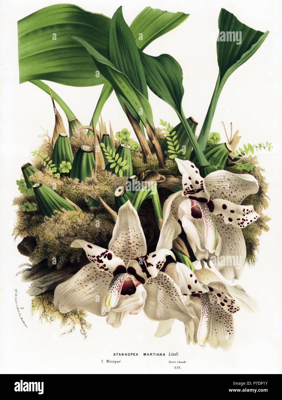 Stanhopea martiana orchid. Native to Mexico. Handcoloured lithograph from Louis van Houtte and Charles Lemaire's Flowers of the Gardens and Hothouses of Europe, Flore des Serres et des Jardins de l'Europe, Ghent, Belgium, 1874. Stock Photo